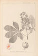 Herbier de la flore française Pl0125 - Louis Antoine Cusin — visning af kunstværket
