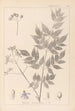 Herbier de la flore française Pl0126 - Louis Antoine Cusin — visning af kunstværket