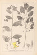 Herbier de la flore française Pl0127 - Louis Antoine Cusin — visning af kunstværket
