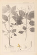 Herbier de la flore française Pl0128 - Louis Antoine Cusin — visning af kunstværket