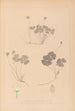 Herbier de la flore française Pl0129 - Louis Antoine Cusin — visning af kunstværket