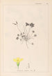 Herbier de la flore française Pl0130 - Louis Antoine Cusin — visning af kunstværket