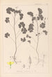 Herbier de la flore française Pl0131 - Louis Antoine Cusin — visning af kunstværket