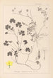 Herbier de la flore française Pl0132 - Louis Antoine Cusin — visning af kunstværket