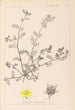 Herbier de la flore française Pl0133 - Louis Antoine Cusin — visning af kunstværket