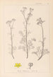 Herbier de la flore française Pl0134 - Louis Antoine Cusin — visning af kunstværket