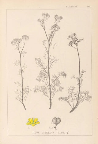 Louis Antoine Cusin - Herbier de la flore franaise Pl0134.webp