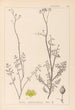 Herbier de la flore française Pl0135 - Louis Antoine Cusin — visning af kunstværket