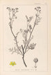 Herbier de la flore française Pl0136 - Louis Antoine Cusin — visning af kunstværket