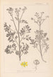 Herbier de la flore française Pl0137 - Louis Antoine Cusin — visning af kunstværket