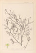 Herbier de la flore française Pl0138 - Louis Antoine Cusin — visning af kunstværket