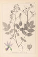 Herbier af den franske flora Pl0139 - Louis Antoine Cusin — visning af kunstværket