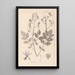 Herbier af den franske flora Pl0139 - Louis Antoine Cusin — indrammet kunstværk på væggen