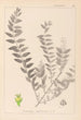 Herbier de la flore française Pl0140 - Louis Antoine Cusin — visning af kunstværket