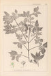 Herbier de la flore française Pl0141 - Louis Antoine Cusin — visning af kunstværket