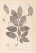 Herbier de la flore française Pl0142 - Louis Antoine Cusin — visning af kunstværket