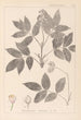 Herbier de la flore française Pl0143 - Louis Antoine Cusin — visning af kunstværket