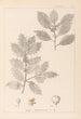 Herbier de la flore française Pl0144 - Louis Antoine Cusin — visning af kunstværket