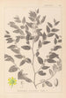 Herbier de la flore française Pl0145 - Louis Antoine Cusin — visning af kunstværket