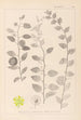 Herbier de la flore française Pl0146 - Louis Antoine Cusin — visning af kunstværket