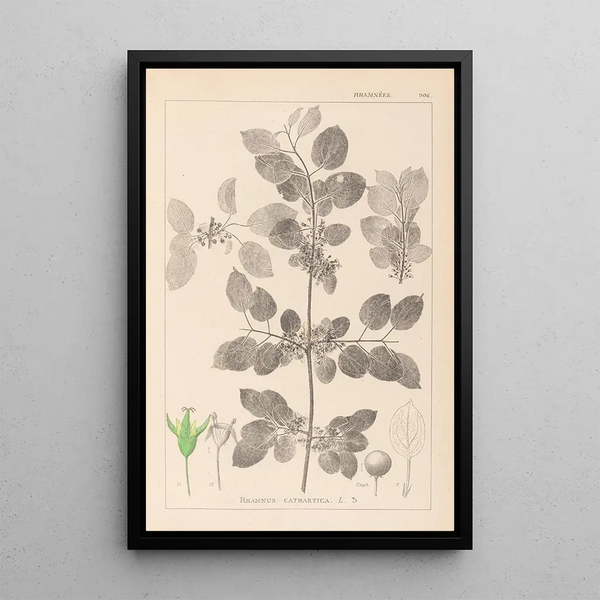 Louis Antoine Cusin - Herbier de la flore franaise Pl0147.webp