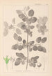 Herbier de la flore française Pl0147 - Louis Antoine Cusin — visning af kunstværket