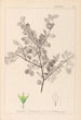 Herbier de la flore française Pl0148 - Louis Antoine Cusin — visning af kunstværket