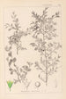Herbier de la flore française Pl0149 - Louis Antoine Cusin — visning af kunstværket