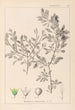 Herbier af den franske flora Pl0150 - Louis Antoine Cusin — visning af kunstværket