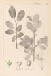 Herbier de la flore française Pl0151 - Louis Antoine Cusin — visning af kunstværket