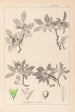 Herbier de la flore française Pl0152 - Louis Antoine Cusin — visning af kunstværket