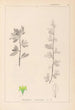 Herbier de la flore française Pl0153 - Louis Antoine Cusin — visning af kunstværket
