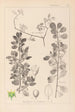 Herbier de la flore française Pl0154 - Louis Antoine Cusin — visning af kunstværket