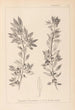 Herbier af den franske flora Pl0155 - Louis Antoine Cusin — visning af kunstværket