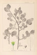 Herbier de la flore française Pl0156 - Louis Antoine Cusin — visning af kunstværket