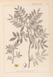 Herbier de la flore française Pl0157 - Louis Antoine Cusin — visning af kunstværket