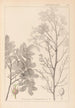 Herbier de la flore française Pl0158 - Louis Antoine Cusin — visning af kunstværket
