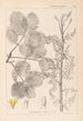 Herbier de la flore française Pl0159 - Louis Antoine Cusin — visning af kunstværket