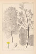 Herbier de la flore française Pl0161 - Louis Antoine Cusin — visning af kunstværket