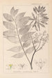 Herbier de la flore française Pl0162 - Louis Antoine Cusin — visning af kunstværket