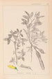 Herbier de la flore française Pl0163 - Louis Antoine Cusin — visning af kunstværket