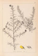 Herbier de la flore française Pl0164 - Louis Antoine Cusin — visning af kunstværket