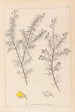 Herbier de la flore française Pl0165 - Louis Antoine Cusin — visning af kunstværket