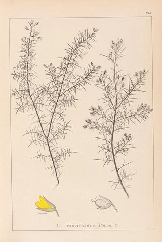 Louis Antoine Cusin - Herbier de la flore franaise Pl0165.webp
