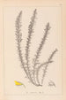 Herbier af den franske flora Pl0166 - Louis Antoine Cusin — visning af kunstværket