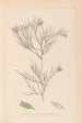 Herbier af den franske flora Pl0167 - Louis Antoine Cusin — visning af kunstværket