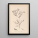Herbier af den franske flora Pl0167 - Louis Antoine Cusin — indrammet kunstværk på væggen