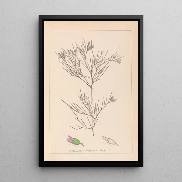 Louis Antoine Cusin - Herbier de la flore franaise Pl0167.webp