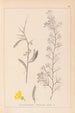 Herbier de la flore française Pl0168 - Louis Antoine Cusin — visning af kunstværket