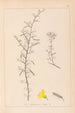 Herbier de la flore française Pl0169 - Louis Antoine Cusin — visning af kunstværket